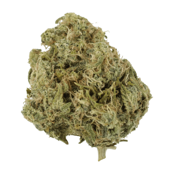 Moby Dick | Crystal Cloud 9 Canada