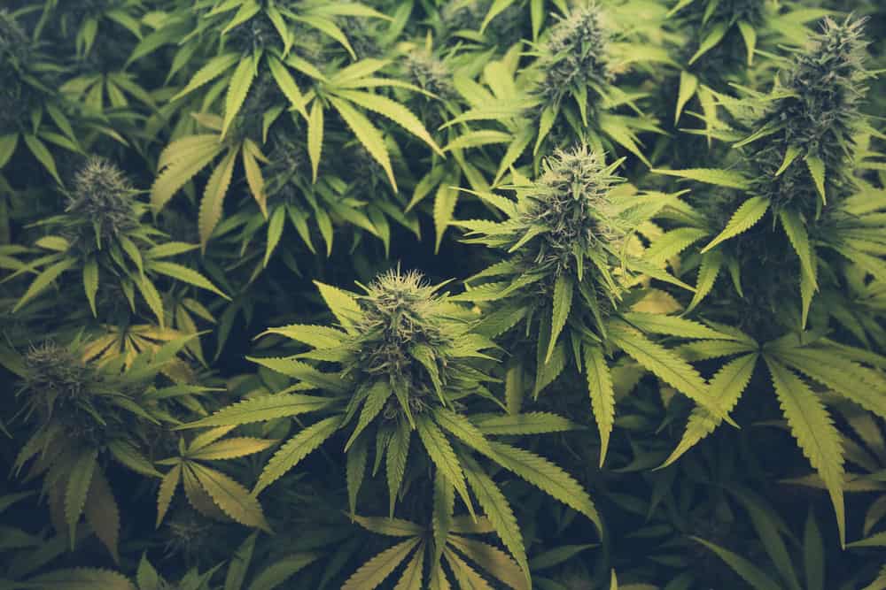 Ordering cannabis Online | Crystal Cloud 9 Canada