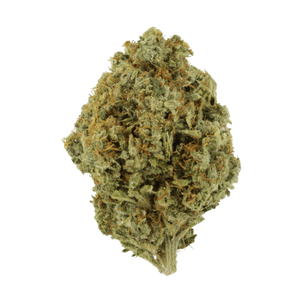 Orange Barb | Crystal Cloud 9 Canada