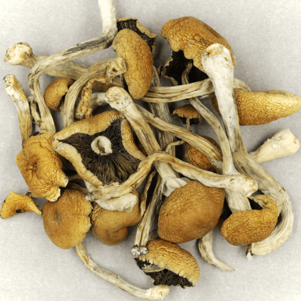 Cambodian Psilocybe Cubensis | Crystal Cloud 9 Canada