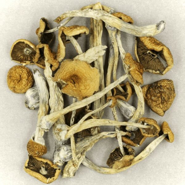 Psilocybe Cubensis Mexicana | Crystal Cloud 9 Canada