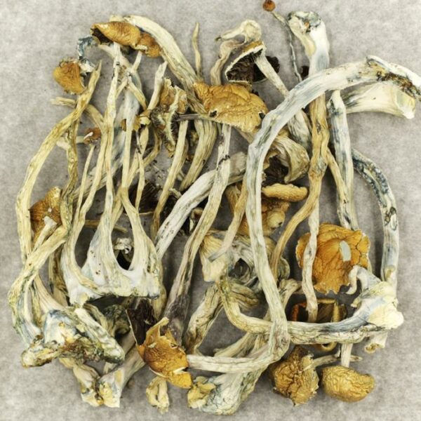 Amazonian Cubensis | Crystal Cloud 9 Canada