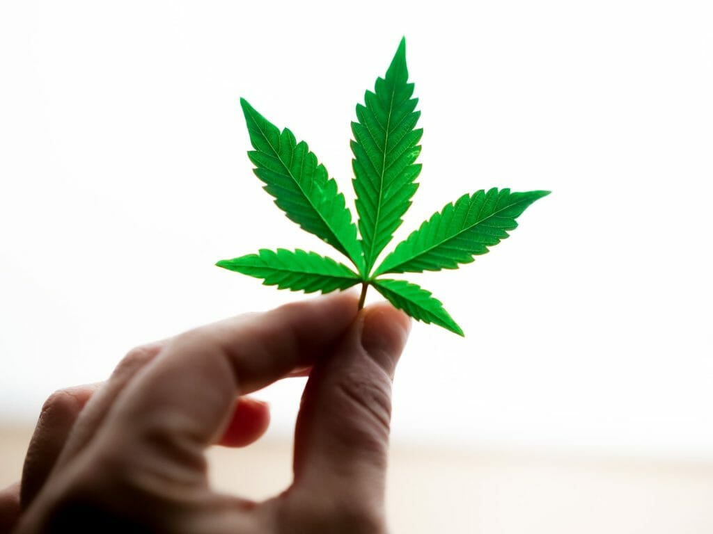 Popular Strains In Canada | Crystal Cloud 9 Canada
