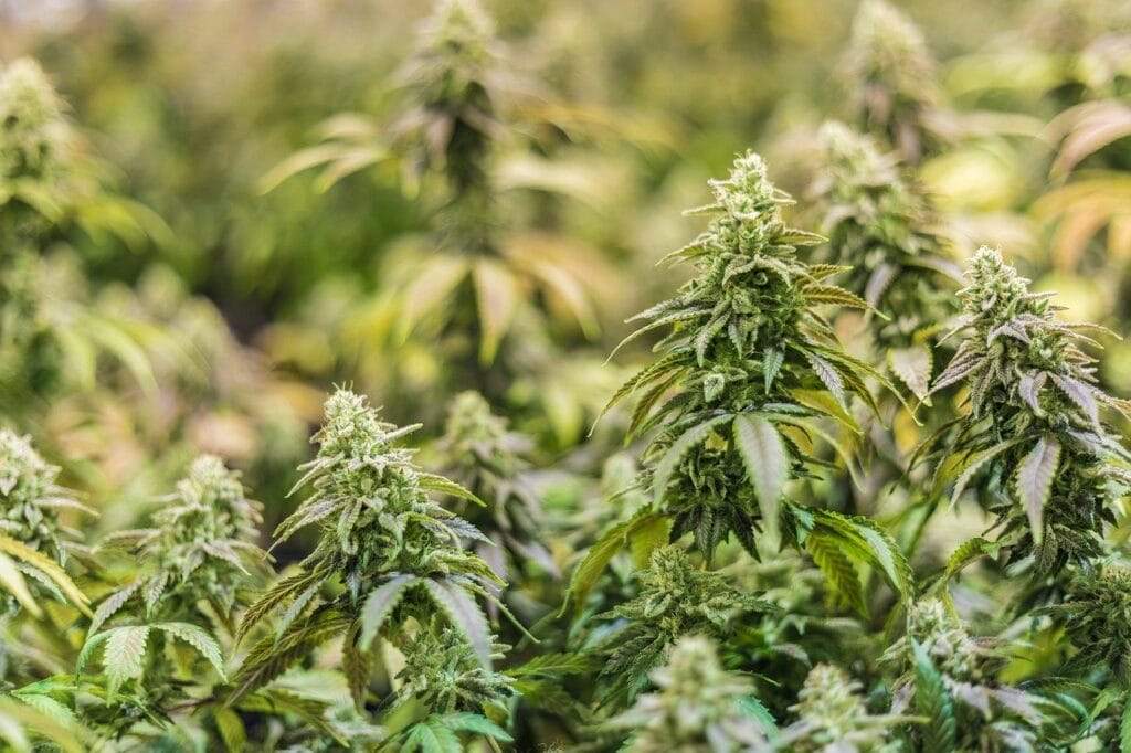 Online thc flower | Crystal Cloud 9 Canada
